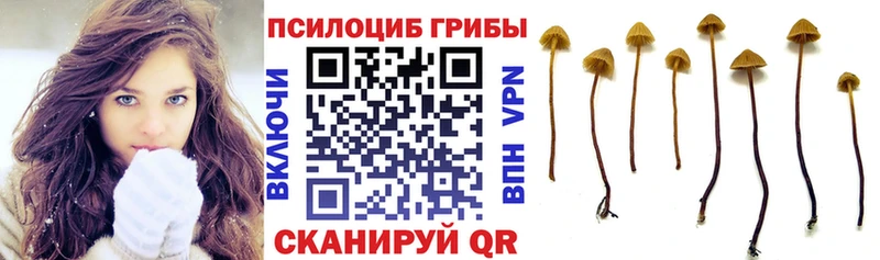 дарк нет как зайти  Барабинск  Псилоцибиновые грибы Cubensis 